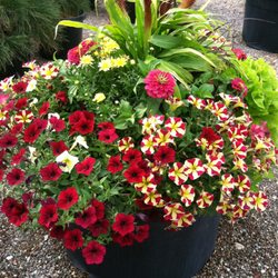 Skyview Landscape Nursery - Typical planter