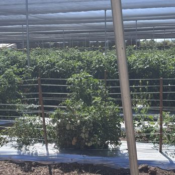 Gilcrease Orchard - Tomatoes. - Fruits & Veggies Near Me - Las Vegas, Nevada Gilcrease Orchard - Tomatoes. - Fruits & Veggies Near Me - Las Vegas, Nevada