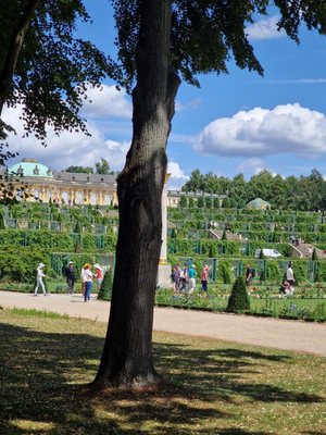 Sanssouci Park by null