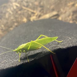 Bunker Hills Campground - This silly grasshopper (or so it seemed) found it's way into our trailer, our tent, our campsite, the shower, the restroom..