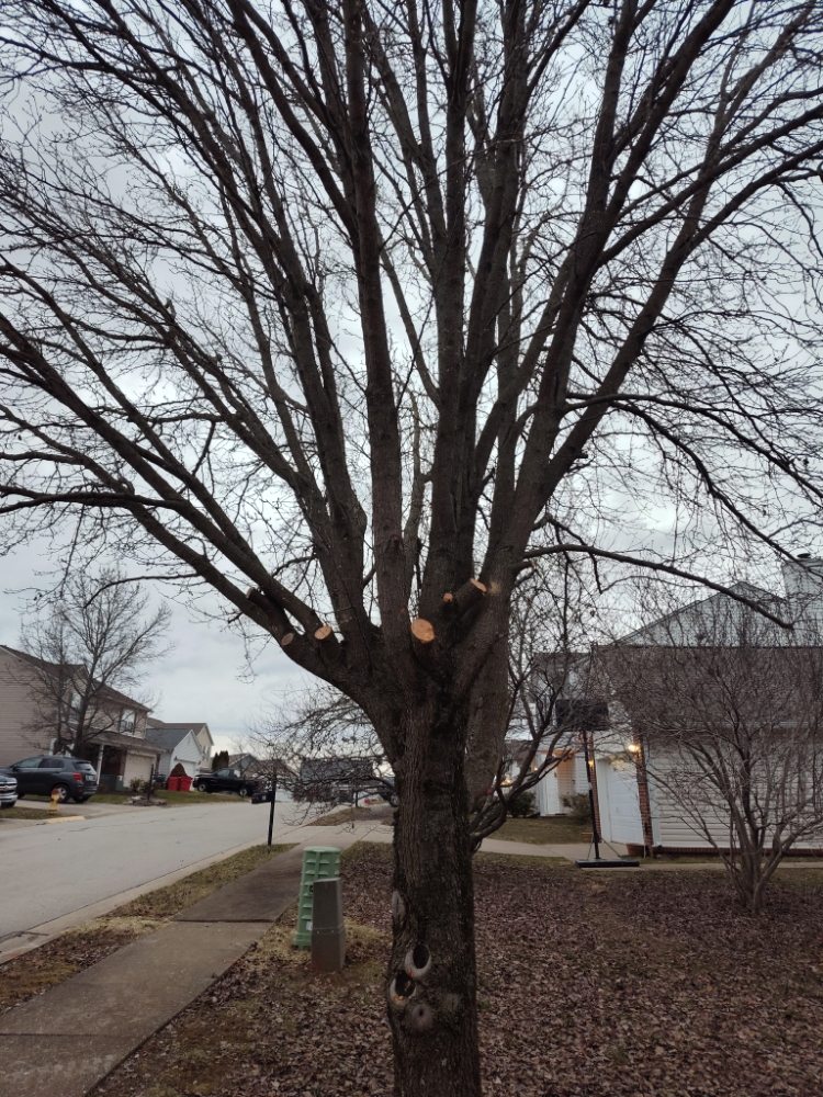 Slide of Tracy's Handyman