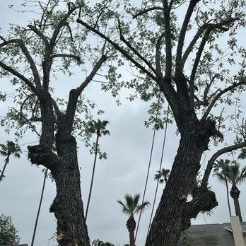 Lozada Tree Service - Tree Services Near Me Lozada Tree Service - Tree Services Near Me
