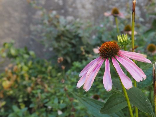 Aggstein Castle by null
