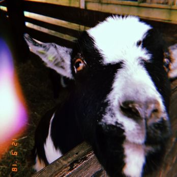 Krop's Crops - Goats - Nurseries & Gardening Near Me - Great Falls, Virginia