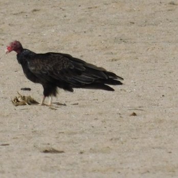 Maumee Bay State Park  - Vulture - Parks Near Me - Oregon, Ohio