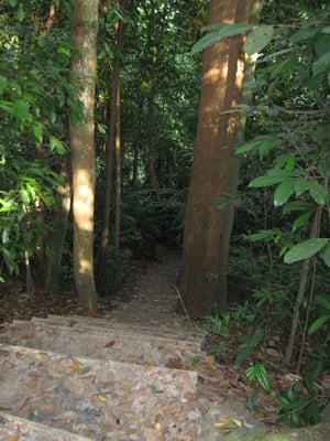 Bukit Timah Nature Reserve by null