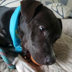 Jacksonville Animal Care and Protective Services - Loves his Orange Ball!