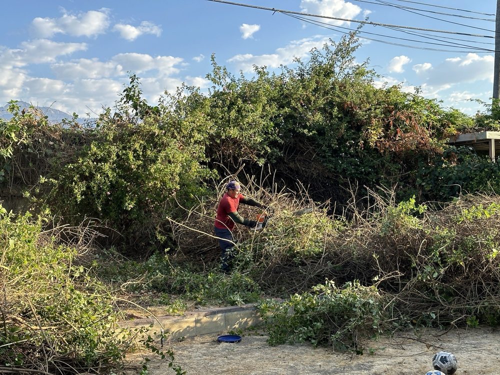 Cifuentes Tree Service - tree service in Los Angeles, CA