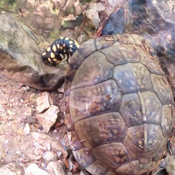 Waterfall Trail - Turtle  Turtle lol  its legs and head was beautiful in color - Hiking Near Me - Branson, Missouri