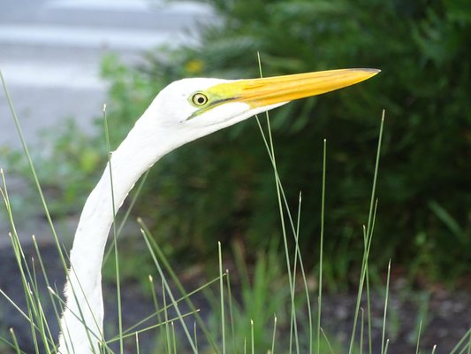 J.N. "Ding" Darling National Wildlife Refuge Visitor and Education Center by null