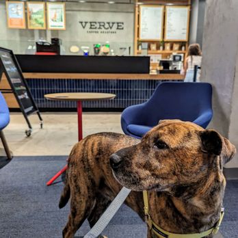 Capital One Café - Dog friendly :) and they have pup cups - Banks & Credit Unions Near Me - Tampa, Florida Capital One Café - Dog friendly :) and they have pup cups - Banks & Credit Unions Near Me - Tampa, Florida