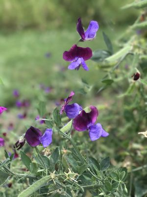 Cambridge University Botanic Garden by null