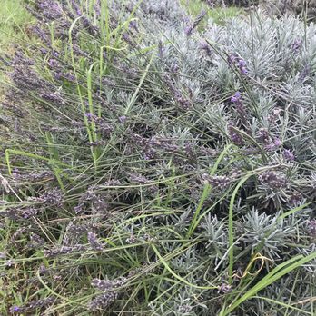 Ali'i Kula Lavender - Tours Near Me - Kula, Hawaii Ali'i Kula Lavender - Tours Near Me - Kula, Hawaii