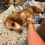 Photo of Puppy Cuts Grooming