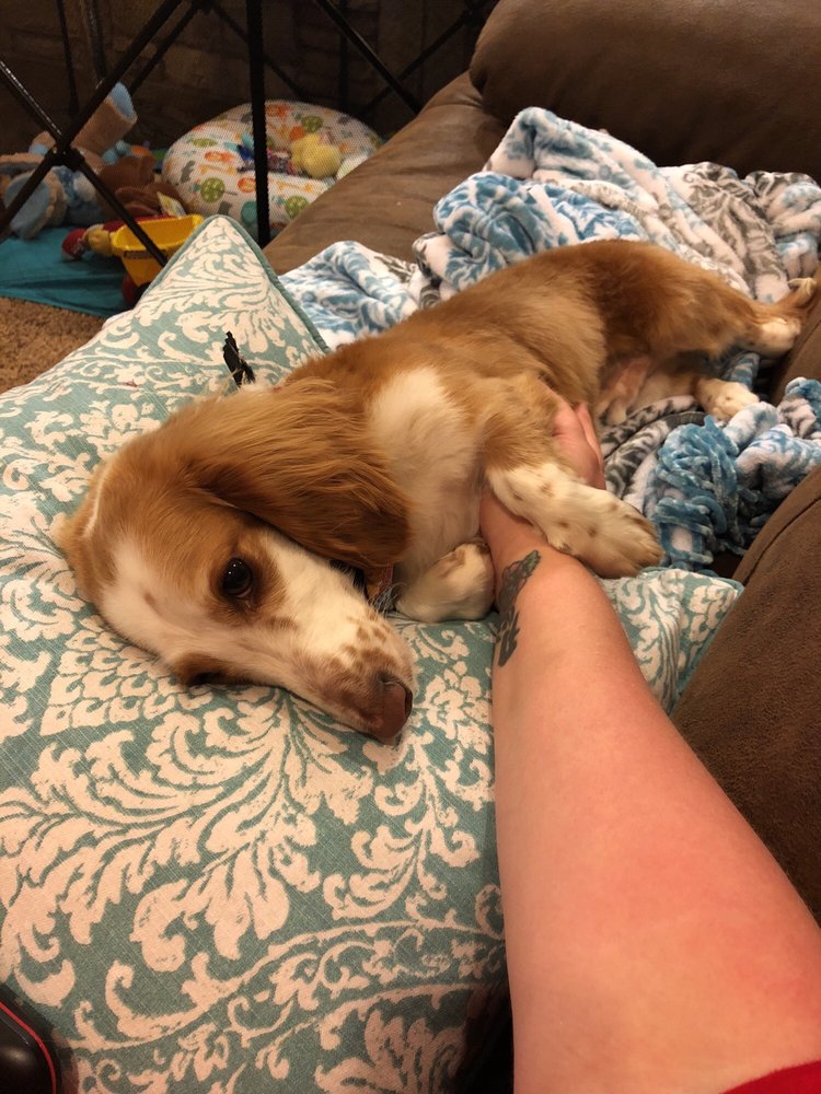 PUPPY CUTS GROOMING Updated September 2024 Wichita Falls, Texas