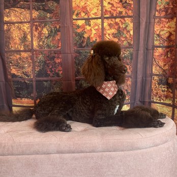 Harrie Paws - Pet Groomers Near Me Harrie Paws - Pet Groomers Near Me
