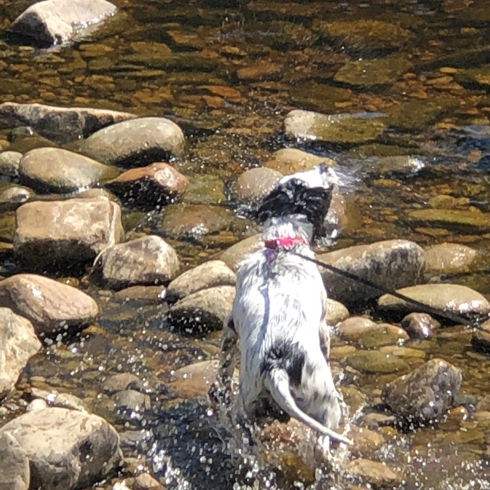Bolton Abbey Estate - My dog loved it, and so did we. - Parks Near Me - Skipton, NYK
