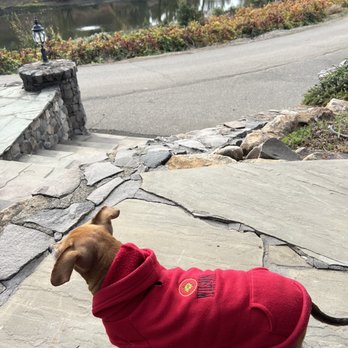 Matrix Winery - Vineyard dog - Wineries Near Me - Healdsburg, California Matrix Winery - Vineyard dog - Wineries Near Me - Healdsburg, California