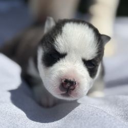 Swansboro Animal Hospital Emergency And Trauma Center