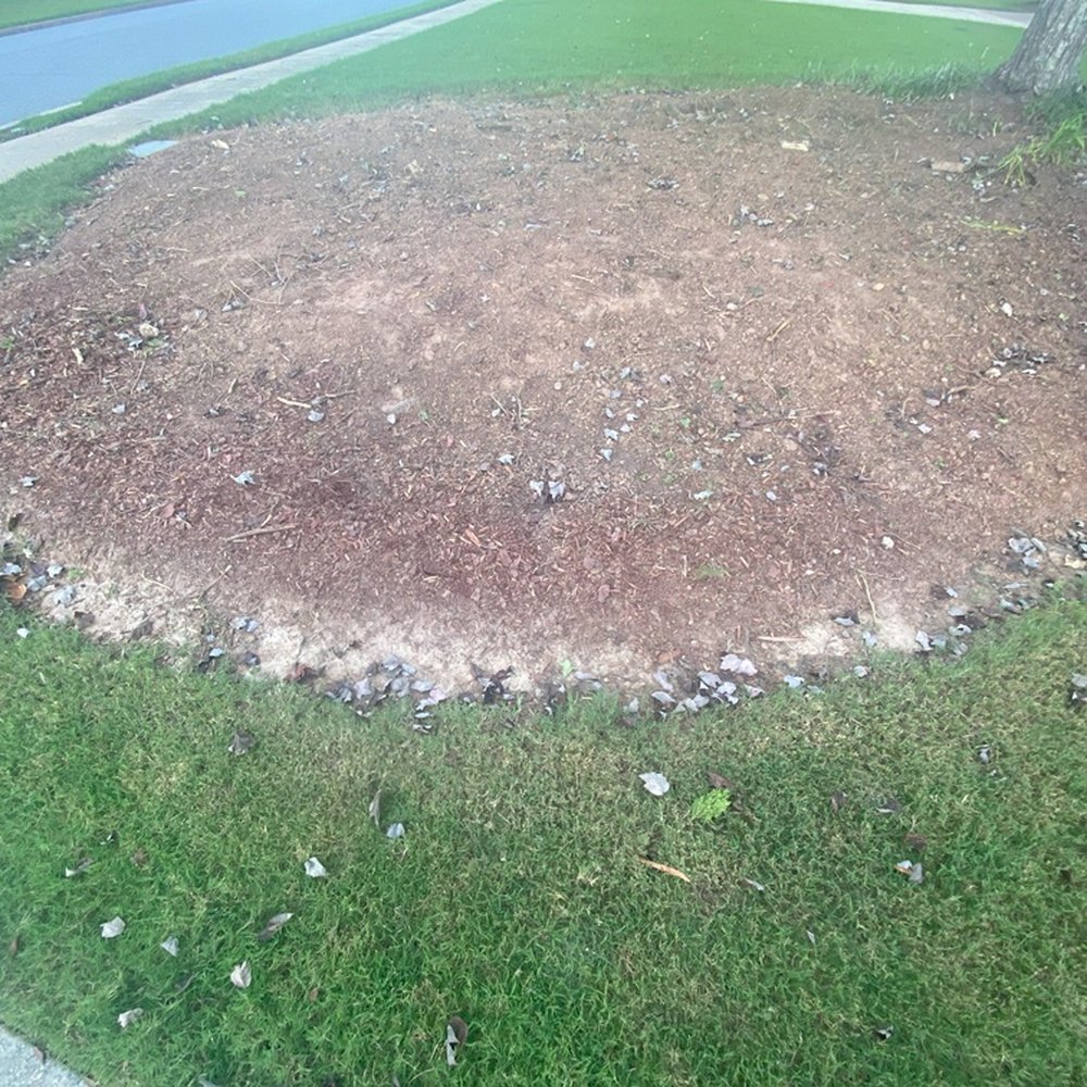 CR Gardens Services - Island bed (after clear-out) - Gardeners Near Me