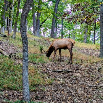 Lone Elk Park - Parks Near Me - Valley Park, Missouri Lone Elk Park - Parks Near Me - Valley Park, Missouri