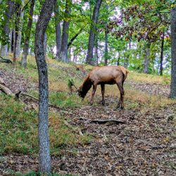 Lone Elk Park