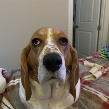 Mud Puppy - My Izzie - Pet Groomers Near Me - Dacula, Georgia