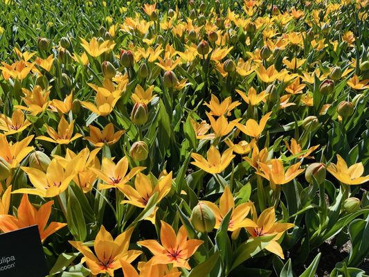 Keukenhof by null