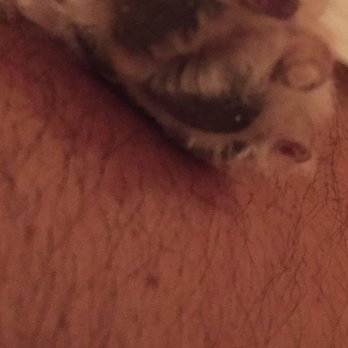 Chic Doggie - My poor baby!!! Shame on you !!! - Pet Groomers Near Me - Newark, New Jersey