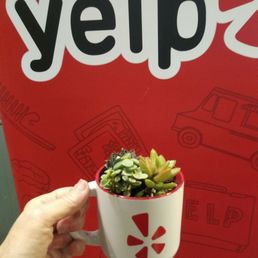 My garden and YELP. yippee My garden and YELP. yippee