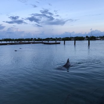 Hawks Cay Resort - Dolphins in the morning - Resorts Near Me - Duck Key, Florida Hawks Cay Resort - Dolphins in the morning - Resorts Near Me - Duck Key, Florida