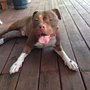 Photo of Discover Pet Training
