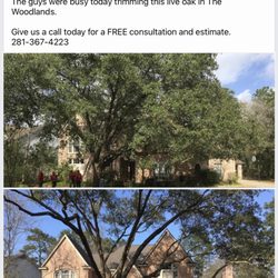 Bill Beal's Bonded Tree Service - Trimmed