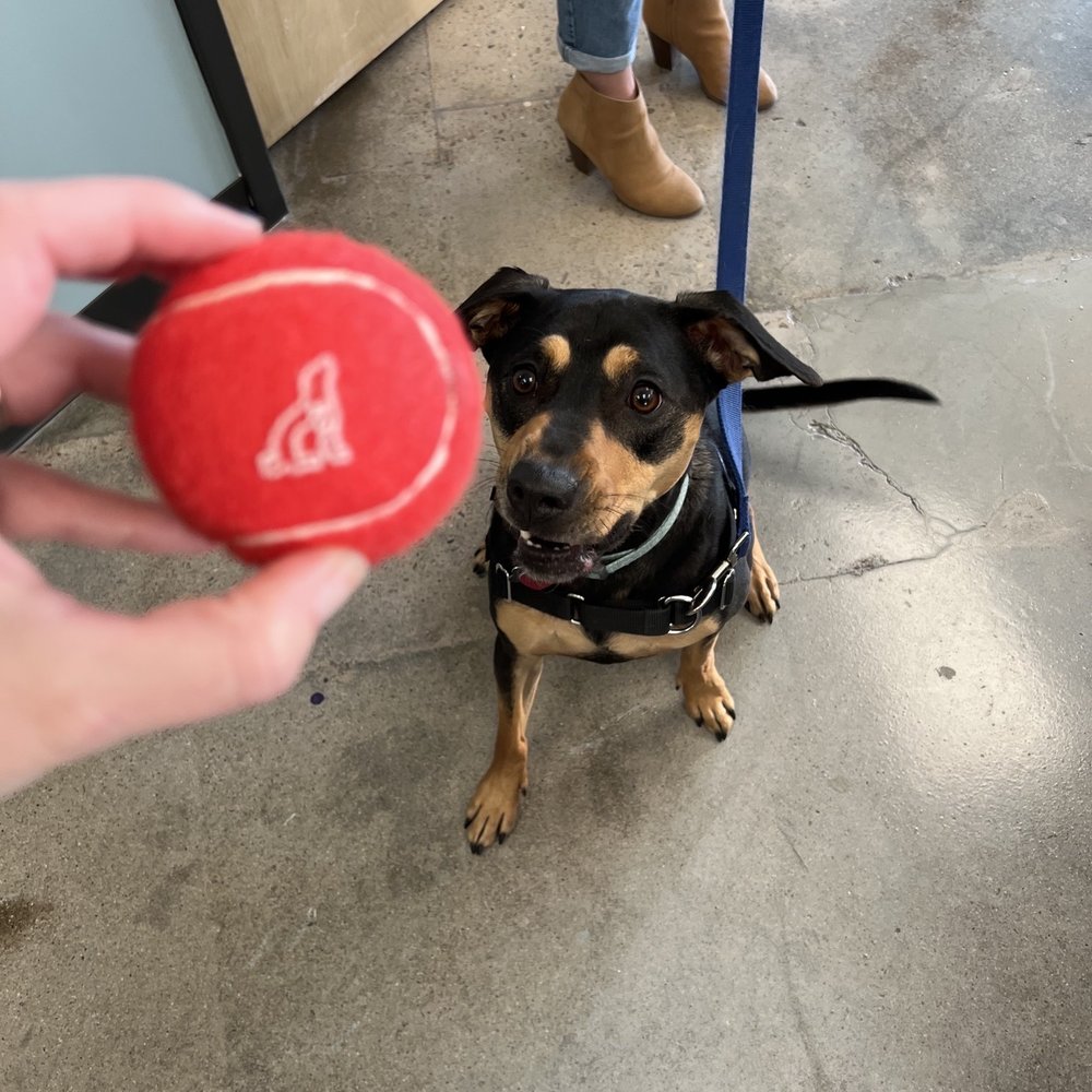 PetWellClinic - Arvada - Gift for dogs - Veterinarians Near Me - Arvada, Colorado