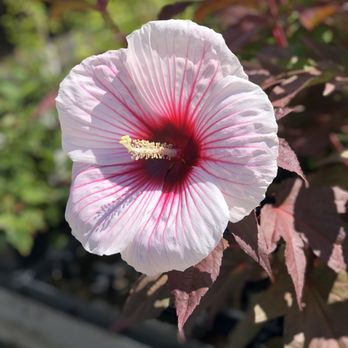 Willard Bay Gardens - Hardy Hibiscus - Nurseries & Gardening Near Me - Willard, Utah Willard Bay Gardens - Hardy Hibiscus - Nurseries & Gardening Near Me - Willard, Utah