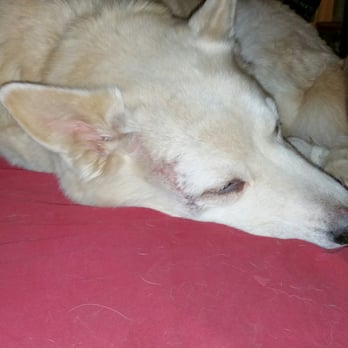 Hope Veterinary Clinic - Getting back to normal - Veterinarians Near Me - Amarillo, Texas Hope Veterinary Clinic - Getting back to normal - Veterinarians Near Me - Amarillo, Texas