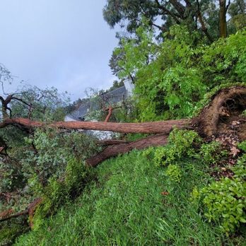 Cifuentes Tree Service - Fallen tree! - Tree Services Near Me Cifuentes Tree Service - Fallen tree! - Tree Services Near Me