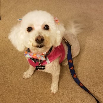 Puppyness Mobile Grooming - Pet Groomers Near Me Puppyness Mobile Grooming - Pet Groomers Near Me