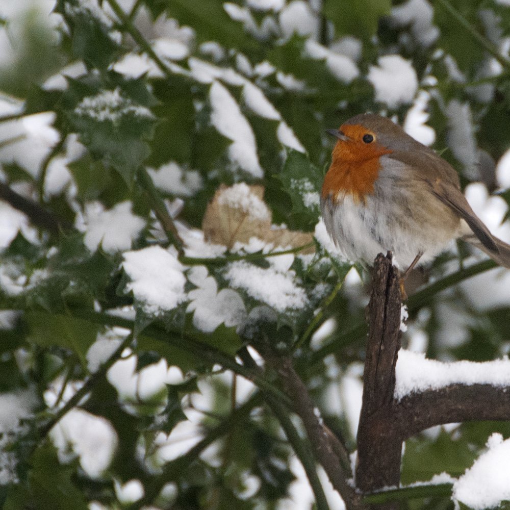 Merrion Square - Parks Near Me - Dublin, D