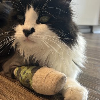 ACCESS Pasadena - Emergency Pet Hospital Near Me - Pasadena, California
