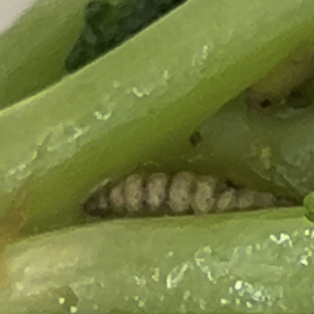 Worm in brócoli Worm in brócoli