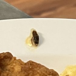 Ruby Tuesday Moanalua - This roach was in my plated Chicken Mac and cheese. This little guy was cooked in and plated.