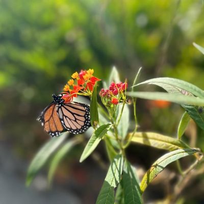 Kanapaha Botanical Gardens by null