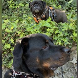 Citizen Kanine - Wenyen & Snorky in the wild!