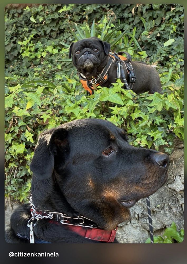 Citizen Kanine - pet boarding facility in Los Angeles, CA