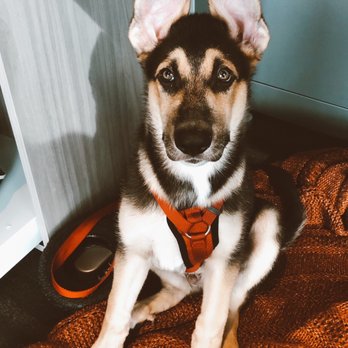 Coastal German Shepherd Rescue - Animal Shelters Near Me - Lake Forest, California Coastal German Shepherd Rescue - Animal Shelters Near Me - Lake Forest, California