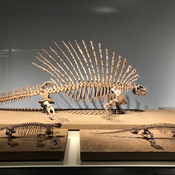 Field Museum - Museums Near Me - Chicago, Illinois
