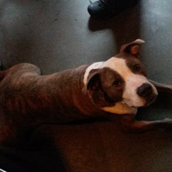 Sully's Snowgoose Saloon - Happy dogs welcome here! - Pubs Near Me - Seattle, Washington Sully's Snowgoose Saloon - Happy dogs welcome here! - Pubs Near Me - Seattle, Washington