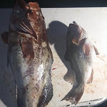 Offshore Addict Charters - 31.5 inch red grouper vs legal limit red grouper 20.5 inch - Boat Charters Near Me - Madeira Beach, Florida Offshore Addict Charters - 31.5 inch red grouper vs legal limit red grouper 20.5 inch - Boat Charters Near Me - Madeira Beach, Florida