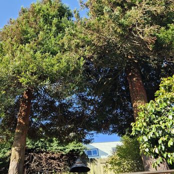 Arborist Now - Tree Services Near Me - San Francisco, California Arborist Now - Tree Services Near Me - San Francisco, California